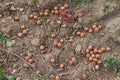 Hazelnuts fallen from trees in orchard Royalty Free Stock Photo