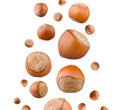Hazelnuts falling isolated on white background. Set of whole nuts flying in air Royalty Free Stock Photo