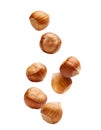 Hazelnuts falling and rotating on transparent background with clipping path Royalty Free Stock Photo