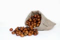 Hazelnuts, filbert in burlap sack on white background.. heap or stack of hazelnuts