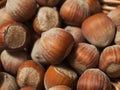 Hazelnuts or filberts