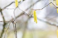 Hazelnuts flowers on branch Royalty Free Stock Photo