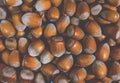 Hazelnuts. Food background, photo wallpaper. Nut macro