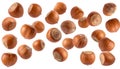 Hazelnuts freely falling on transparent background Royalty Free Stock Photo
