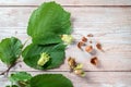 Hazelnuts, fresh, ripe in the shell and cracked with a hazel twig and leaves on a light rustic wooden background, copy space, high