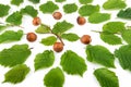 Hazelnuts with green leaves organic background