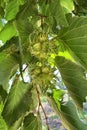 Hazelnuts grow on a tree branch among green leaves. Branches of hazel Royalty Free Stock Photo