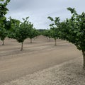 Hazelnuts growing in a hazelnut orchard in the Willamette Valley of Oregon