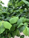 Hazelnuts growing in a hazelnut orchard in the Willamette Valley of Oregon