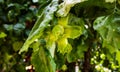 Hazelnuts growing on the tree during summer.