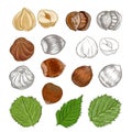 Hazelnuts. Hand drawn illustration. Healthy food natural products vitamins.