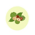 Hazelnuts. Hand drawn illustration. Healthy food natural products vitamins.