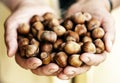Hazelnuts handful in elderly woman hands