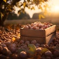 Hazelnuts harvested in a wooden box in a plantation with sunset.