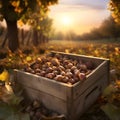 Hazelnuts harvested in a wooden box in a plantation with sunset.