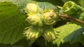 Hazelnuts on a hazel tree