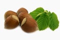 Hazelnuts and his leaves Royalty Free Stock Photo