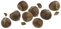 Hazelnuts isolated on white background Royalty Free Stock Photo
