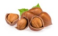 Hazelnuts isolated on white background Royalty Free Stock Photo