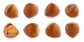 Hazelnuts isolated on white background Royalty Free Stock Photo