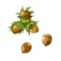 Hazelnuts isolated on white background. Watercolor illustration, handdrawn clipart