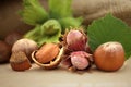 Hazelnuts beside the jute sack on wooden table Royalty Free Stock Photo