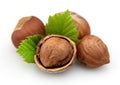 Hazelnuts with leaves