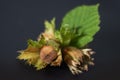 Hazelnuts with leaves on a darck background Royalty Free Stock Photo