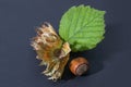 Hazelnuts with leaves on a darck background Royalty Free Stock Photo