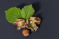 Hazelnuts with leaves on a darck background Royalty Free Stock Photo