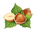 Hazelnuts and leaves illustration