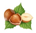 Hazelnuts and leaves illustration