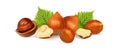 Hazelnuts with leaves, isolated filbert, vector