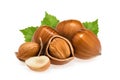 Hazelnuts with leaves on white Royalty Free Stock Photo
