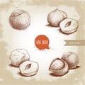 Hazelnuts set. Whole, peeled, sigles and group. Hand drawn sketch style illustrations collection. Vector drawings