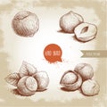 Hazelnuts set. Whole, peeled, sigles and groupwith leaves. Hand drawn sketch style illustrations collection. Vector drawings