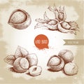 Hazelnuts set. Whole, peeled, singles and group with leaves. Hand drawn sketch style illustrations collection. Vector drawings iso