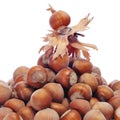 Hazelnuts in shell Royalty Free Stock Photo