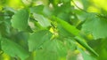 Hazelnuts on a tree grows in the forest. Green food corylus avellana cobnut product plant. Slow motion.