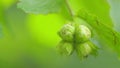 Hazelnuts on a tree grows in the forest. Green food corylus avellana cobnut product plant. Slow motion.