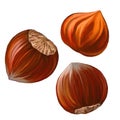 Hazelnuts vector illustration painted watercolor