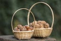 Hazelnuts and walnuts in hard shells, two piles in two small wicker baskets on wooden stump Royalty Free Stock Photo