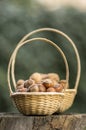 Hazelnuts and walnuts in hard shells, two piles in two small wicker baskets on wooden stump Royalty Free Stock Photo