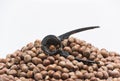 Hazelnuts in the white background Royalty Free Stock Photo