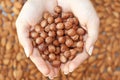 Hazelnuts in hands Royalty Free Stock Photo