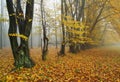 Hazy autumnal fall landscape - Royalty Free Stock Photo