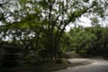 A hazy background of a heavily vegetated park Royalty Free Stock Photo