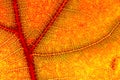 Hazy close-up of a autumn leaf