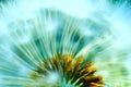 Hazy concept of a dandelion Royalty Free Stock Photo