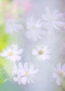 Hazy daisy flowers Royalty Free Stock Photo